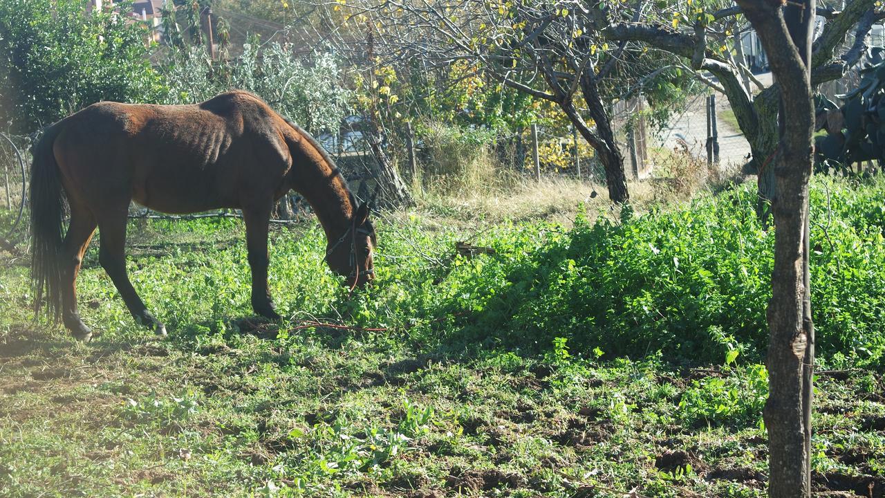 Agriturismo Masseria I Risi Guest House ซานเตอูเฟเมีย ลาเมเซีย ภายนอก รูปภาพ